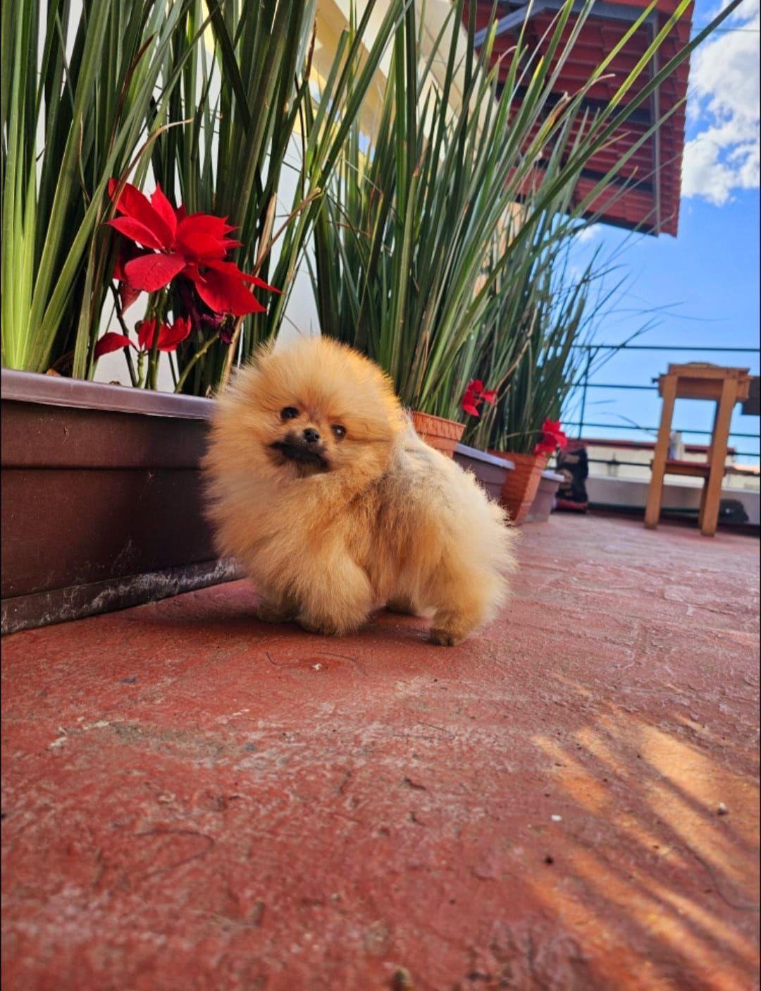 pomerania en venta