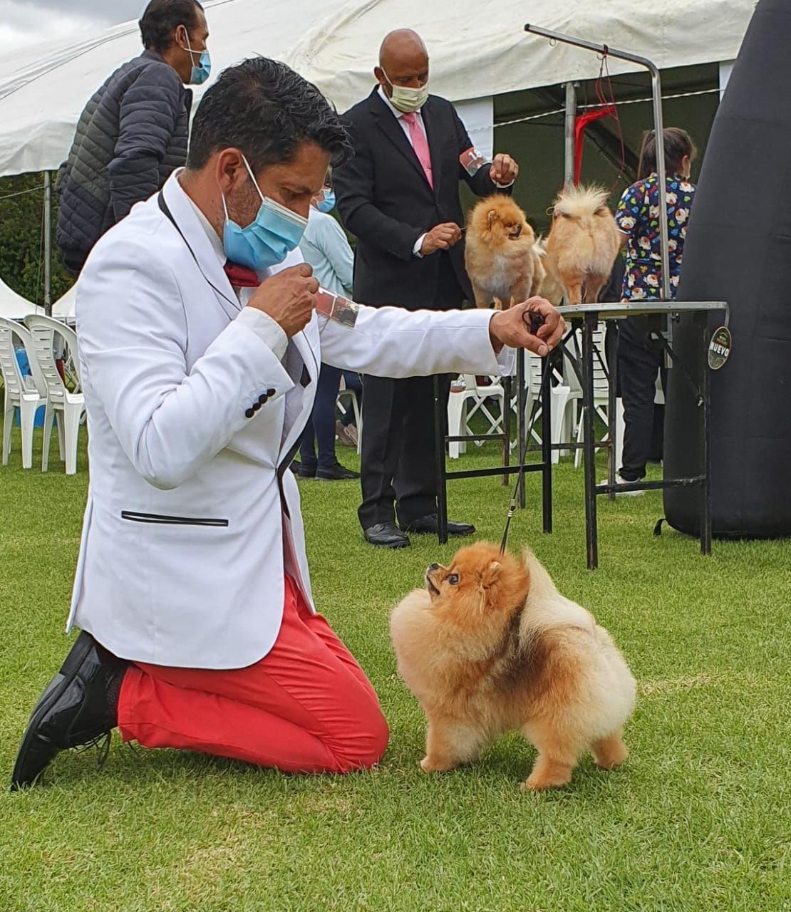 pomerania en venta