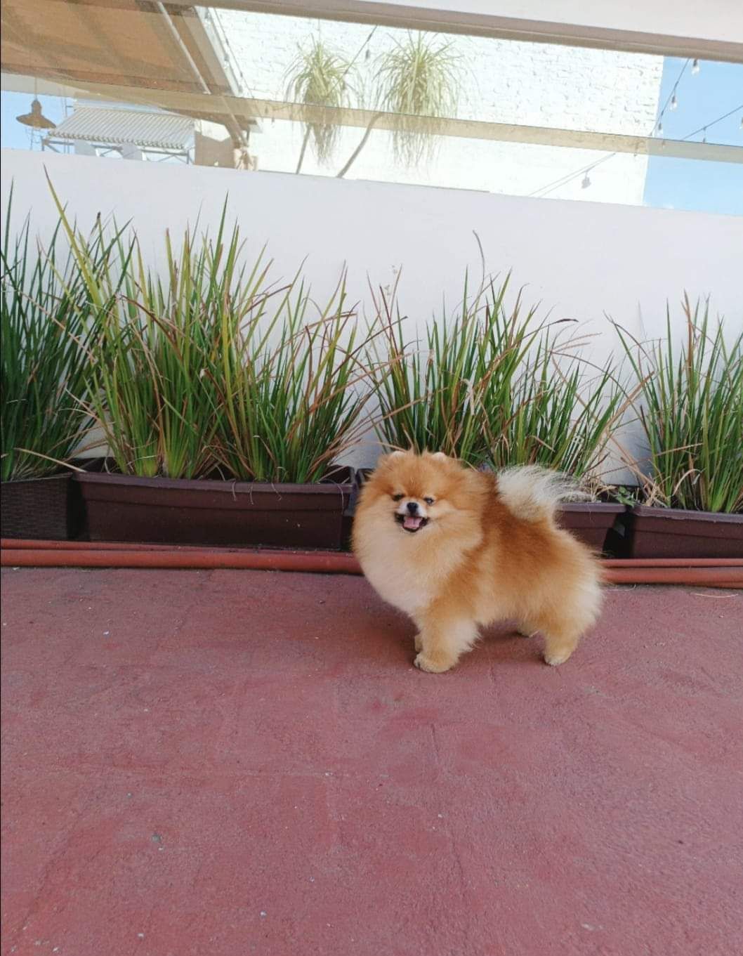 pomerania en venta
