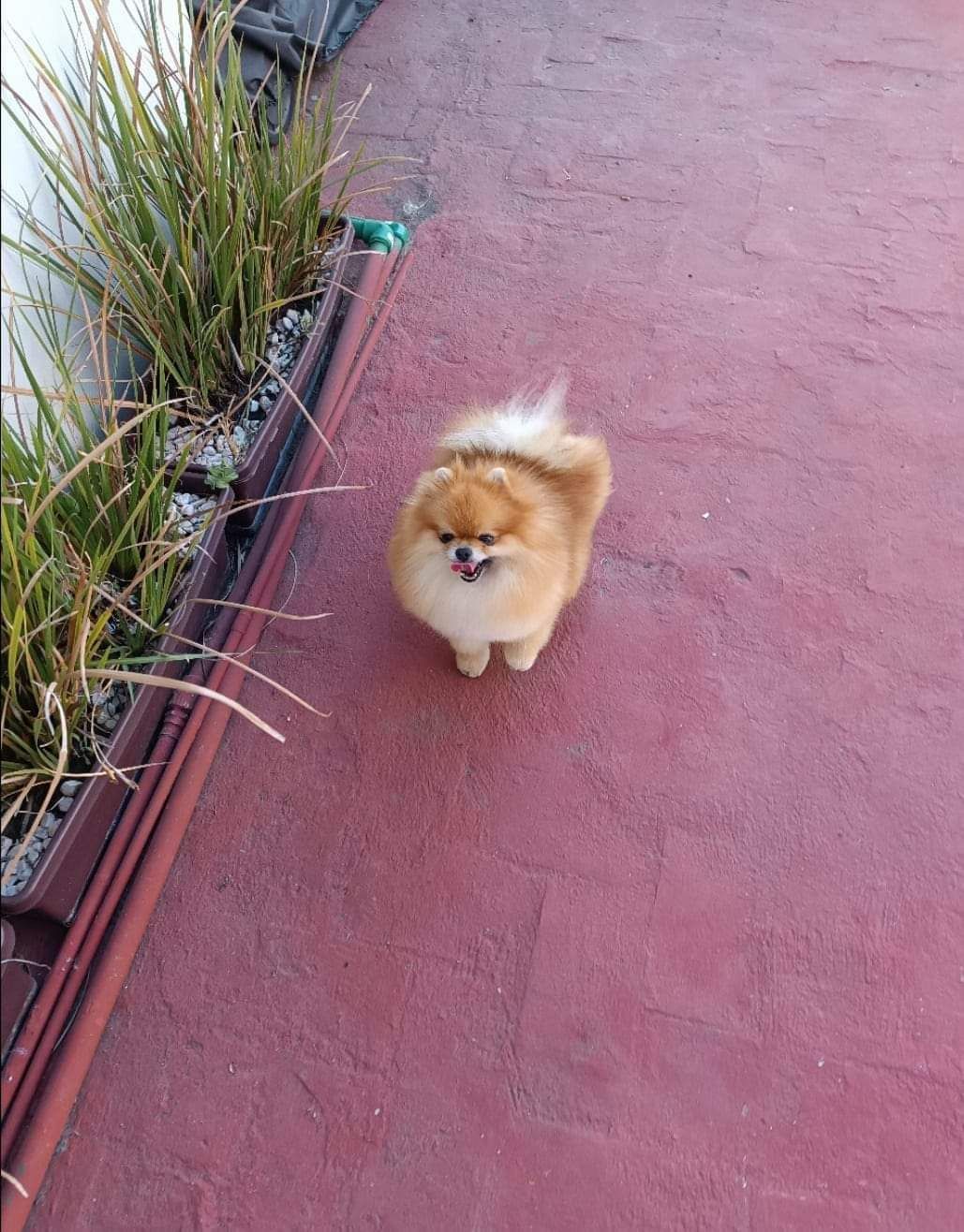 pomerania en venta