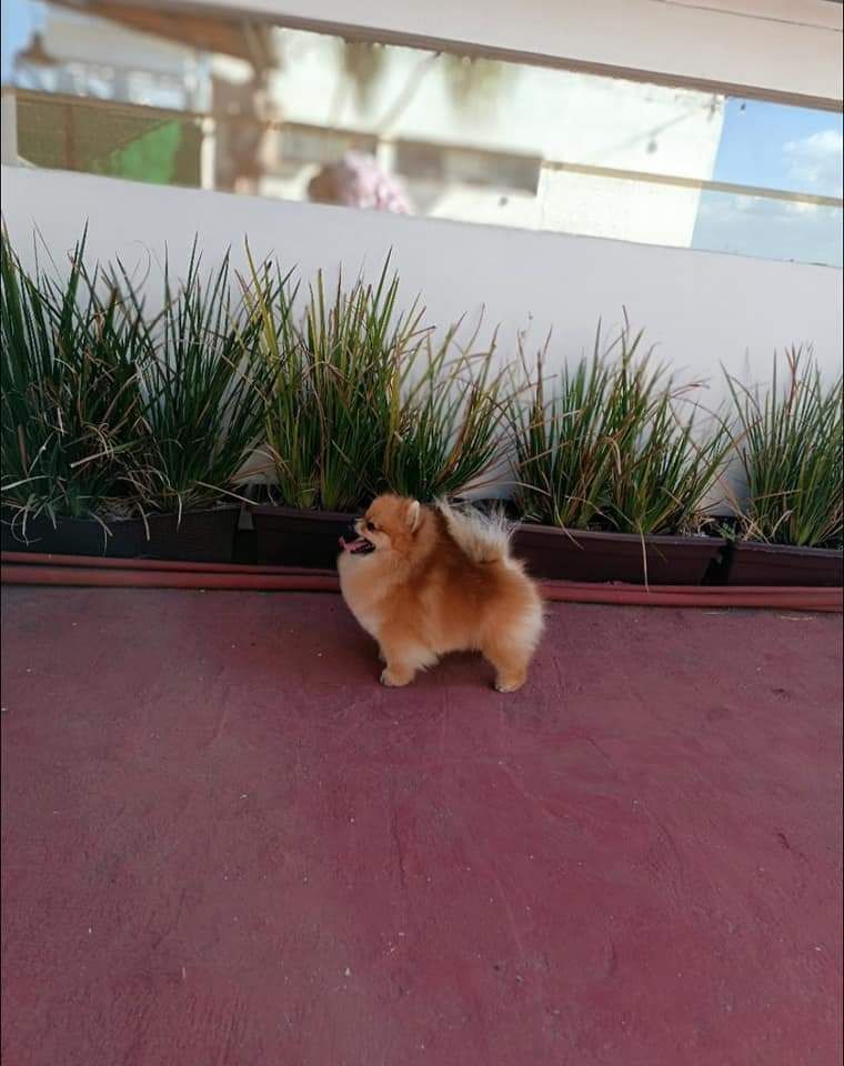 pomerania