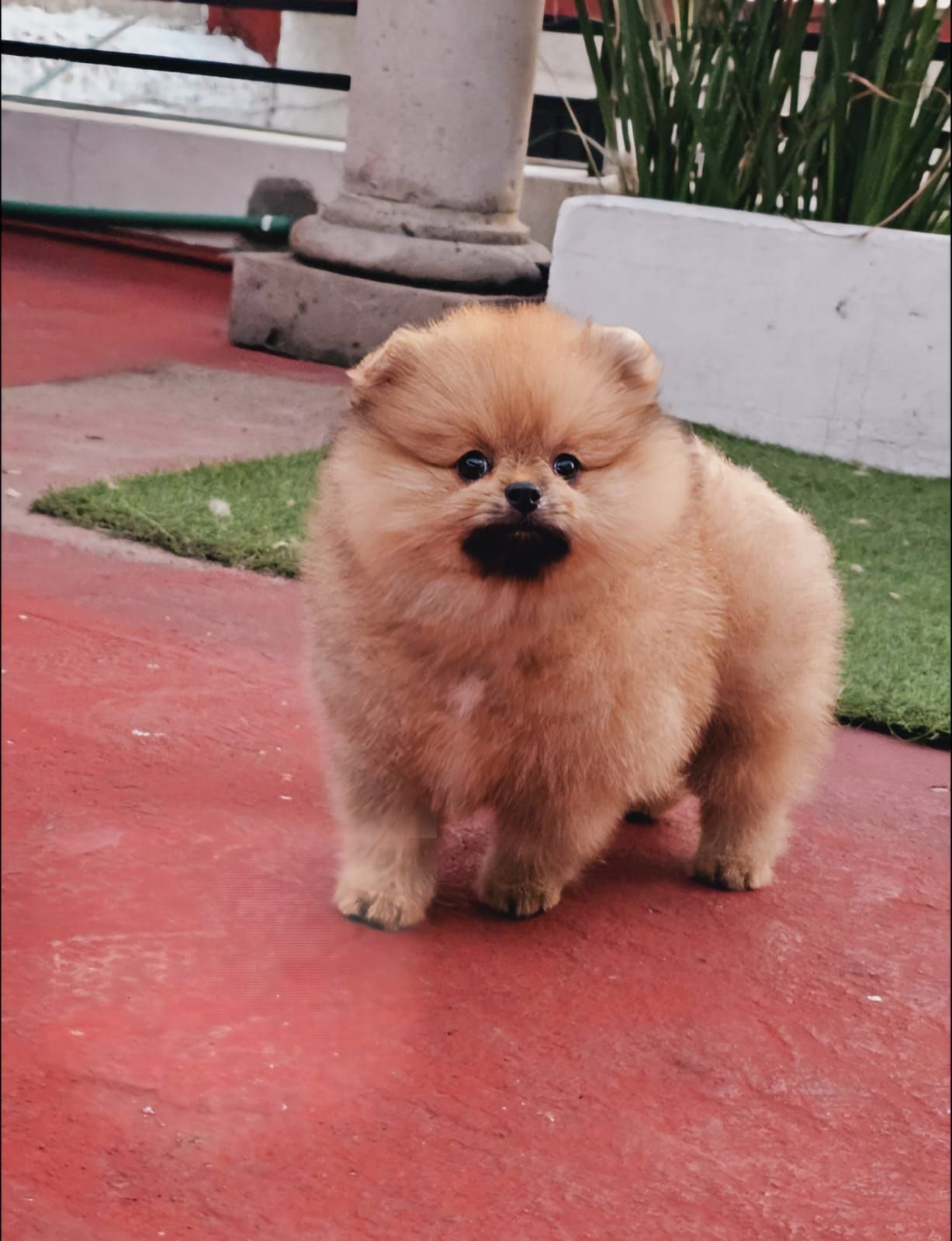 cachorro pomerania en venta