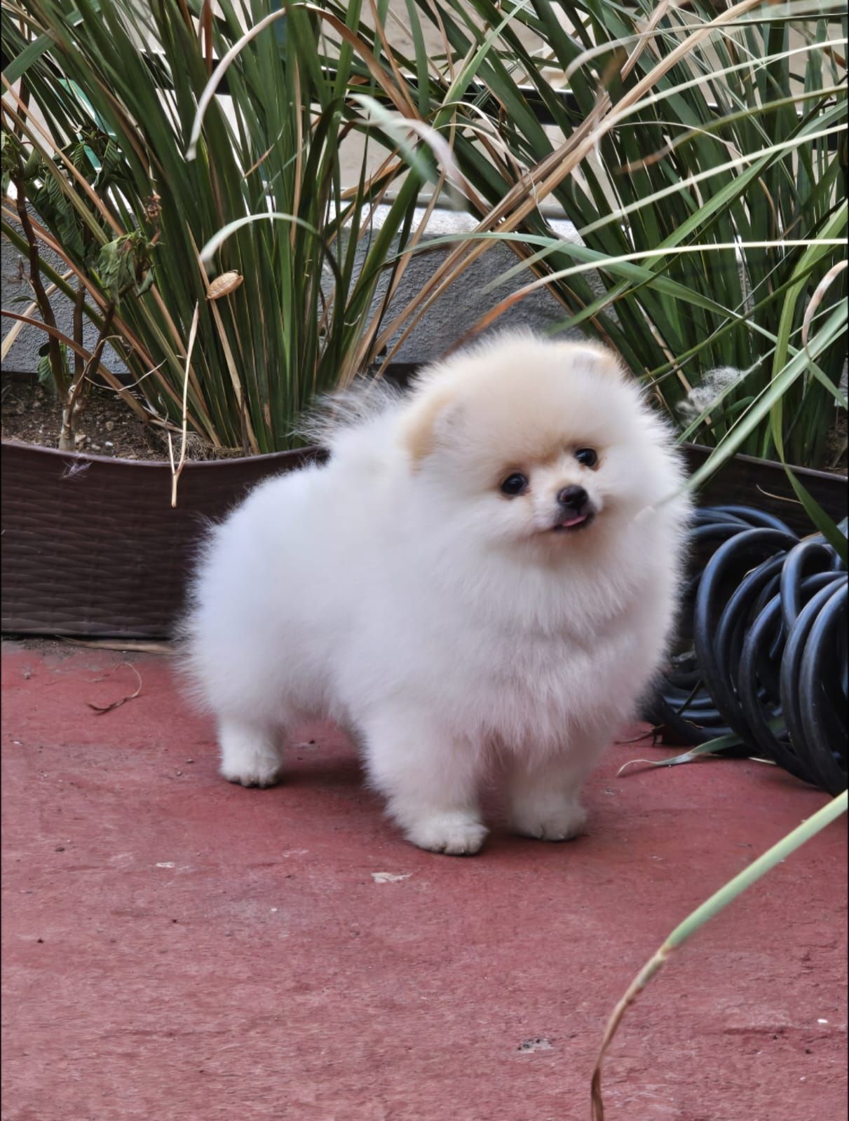 cachorro pomerania en venta