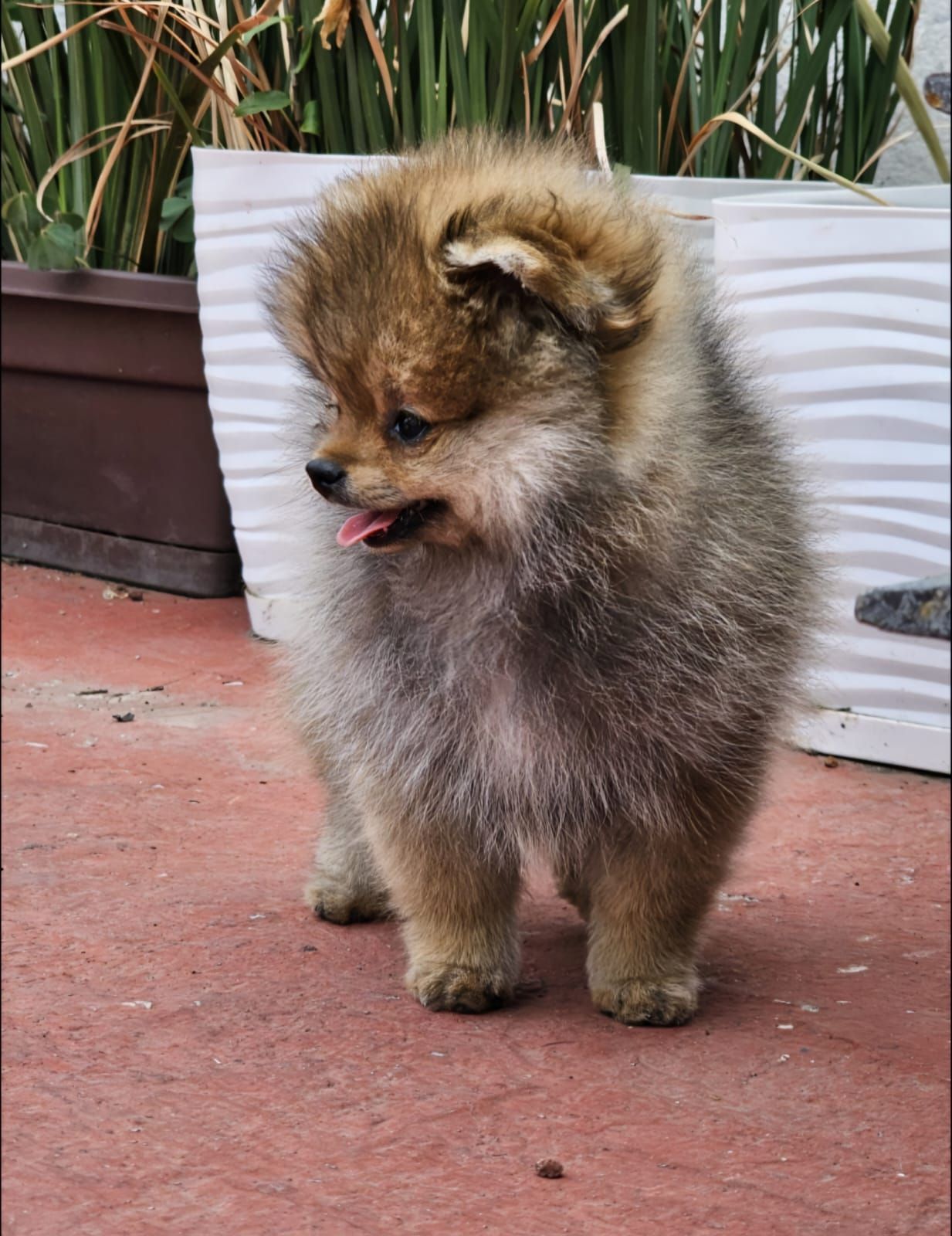 cachorro pomerania en venta