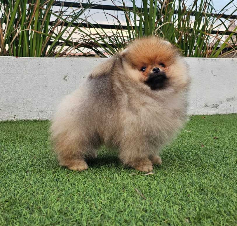 cachorro pomerania