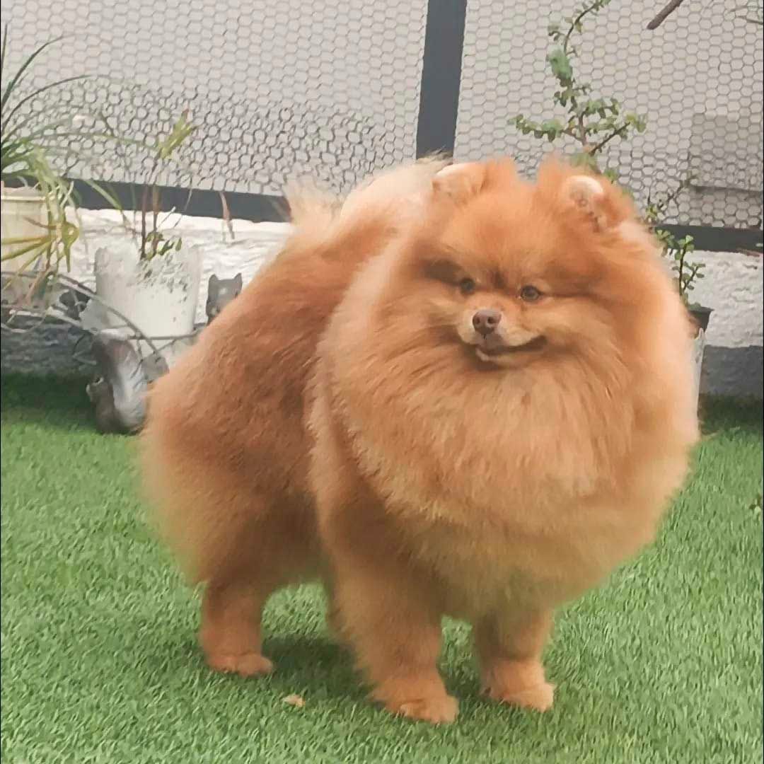 pomerania en venta