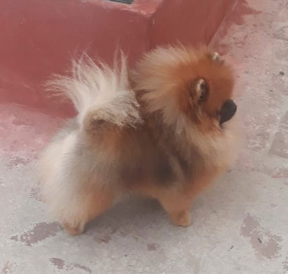 pomerania en venta
