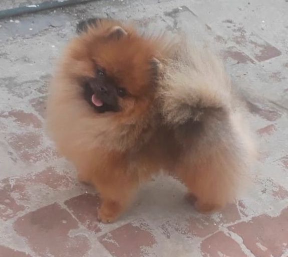 pomerania en venta