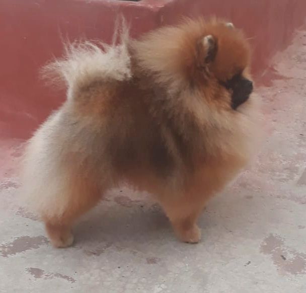 pomerania en venta