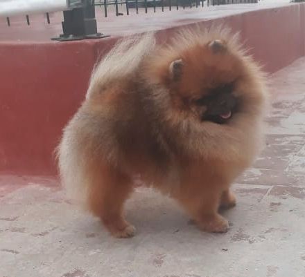 pomerania en venta