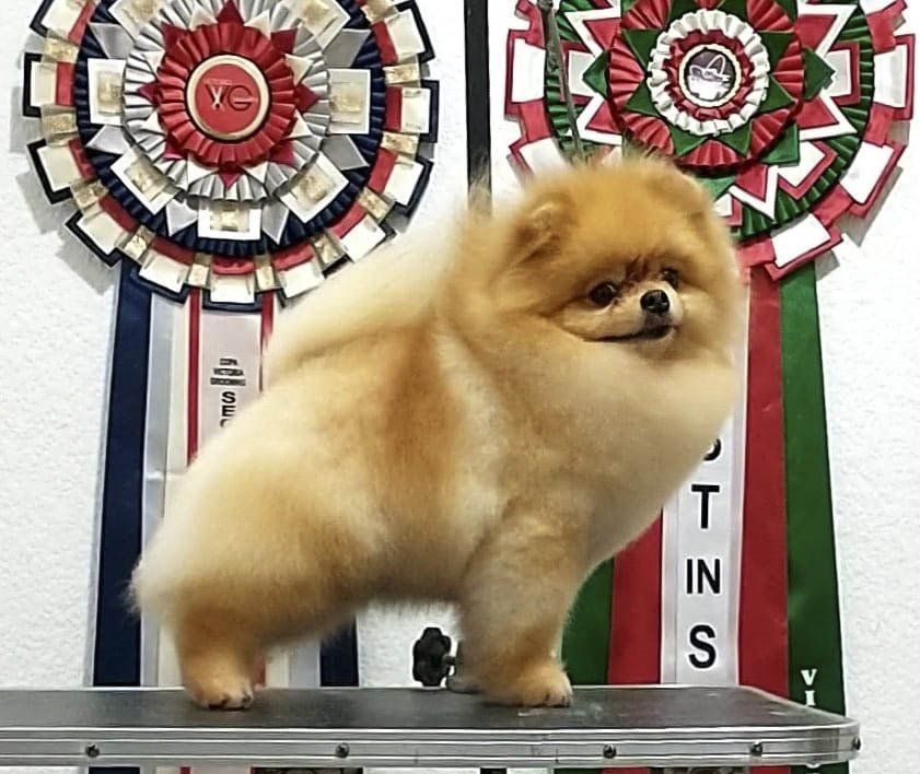 pomeranias en mexico