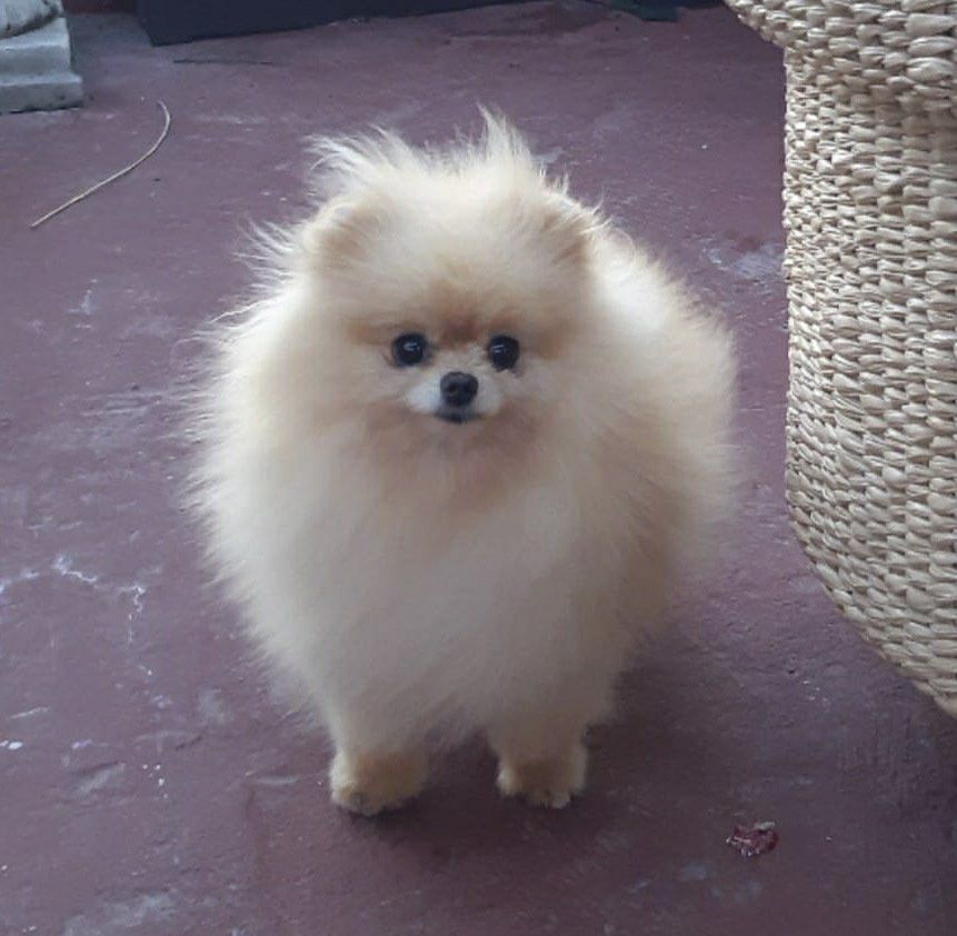 pomerania en Morelia