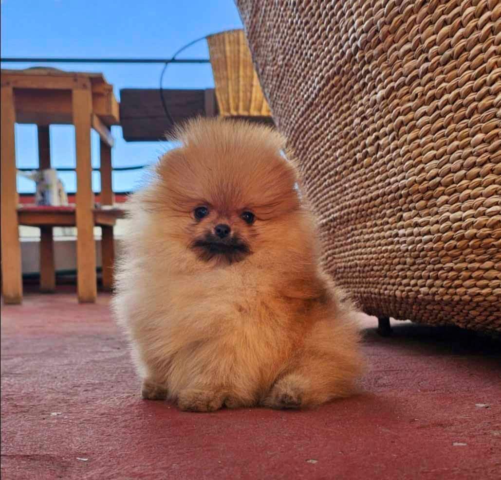 pomerania en venta