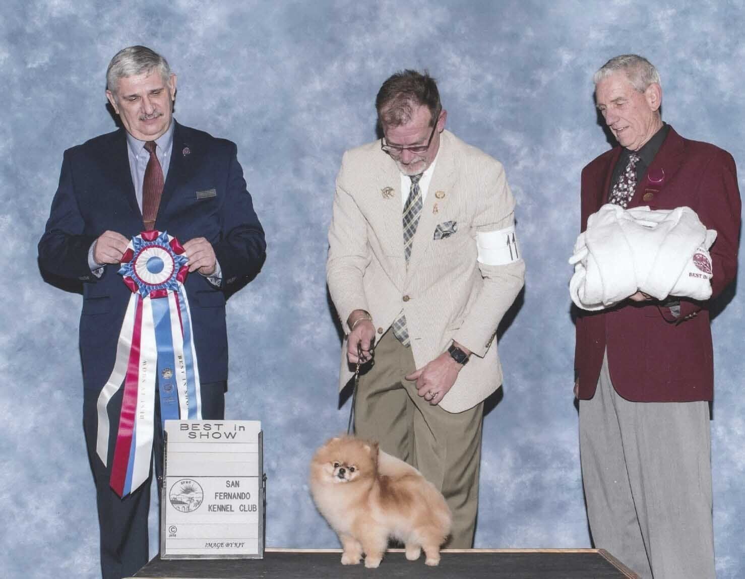 pomerania en venta