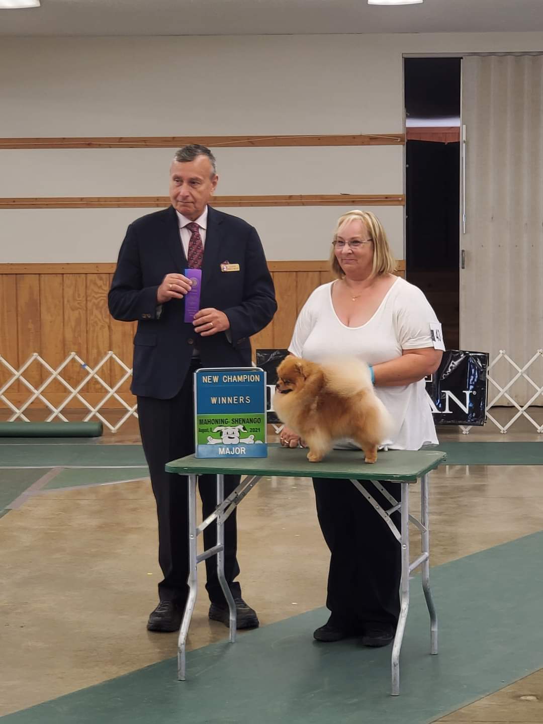 pomerania en venta