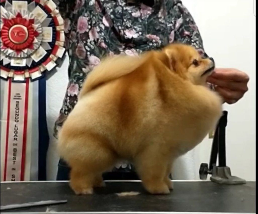 pomerania en venta