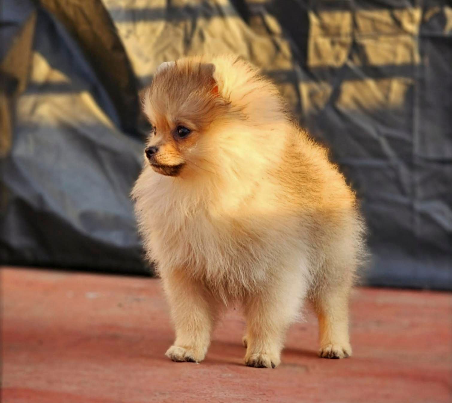 pomerania en venta
