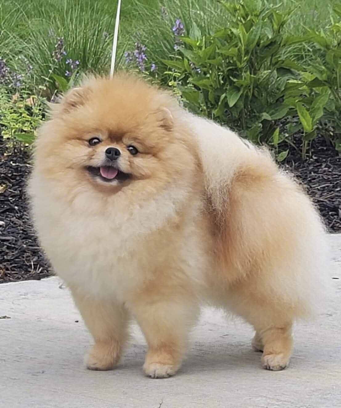 pomeranias en mexico