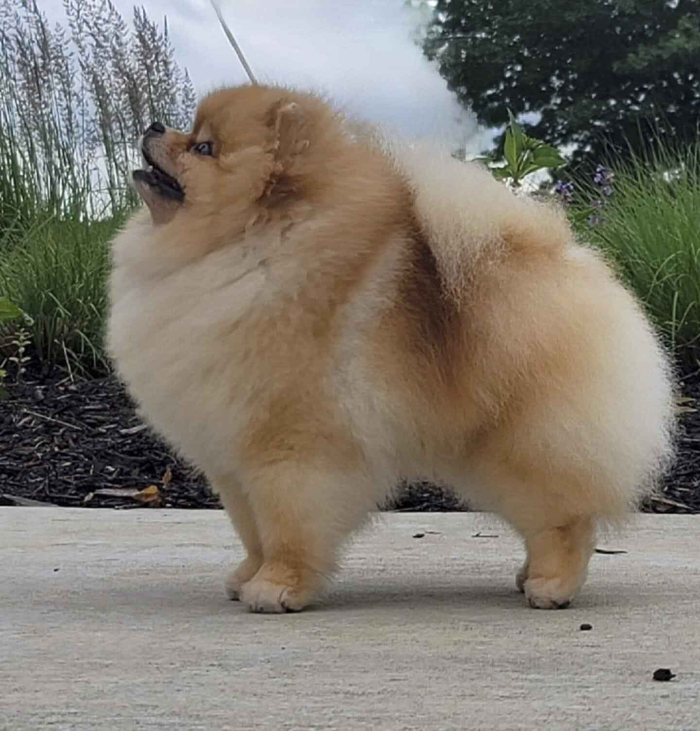 pomeranias en mexico