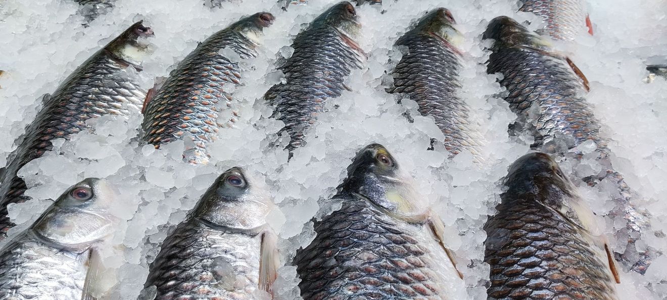 pescato fresco