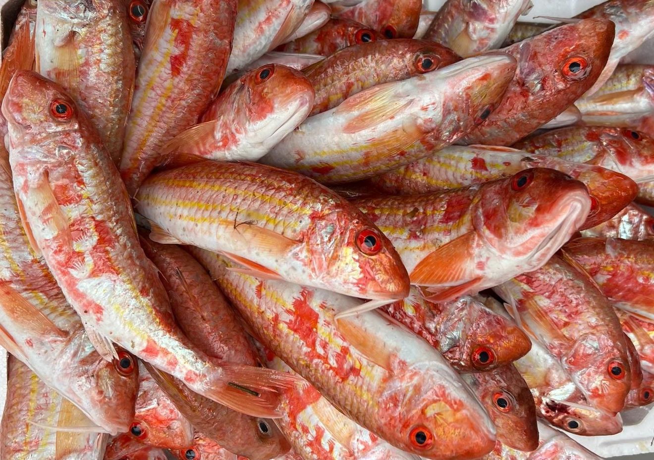 pescato fresco