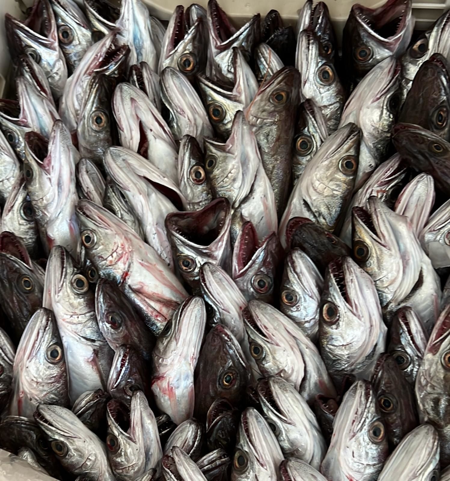 cassa di pesce fresco
