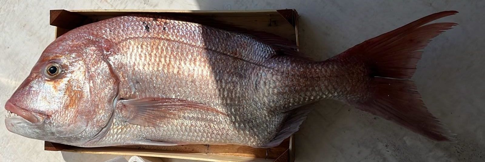 pesce