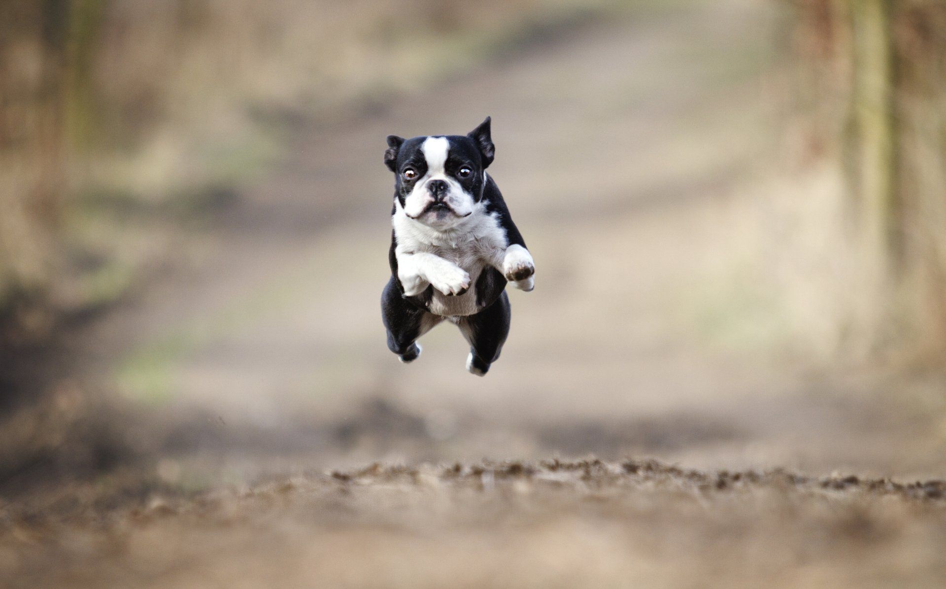 Dog's Life Coffee | Coffee Grounds | Cup Roasts | Santa Maria