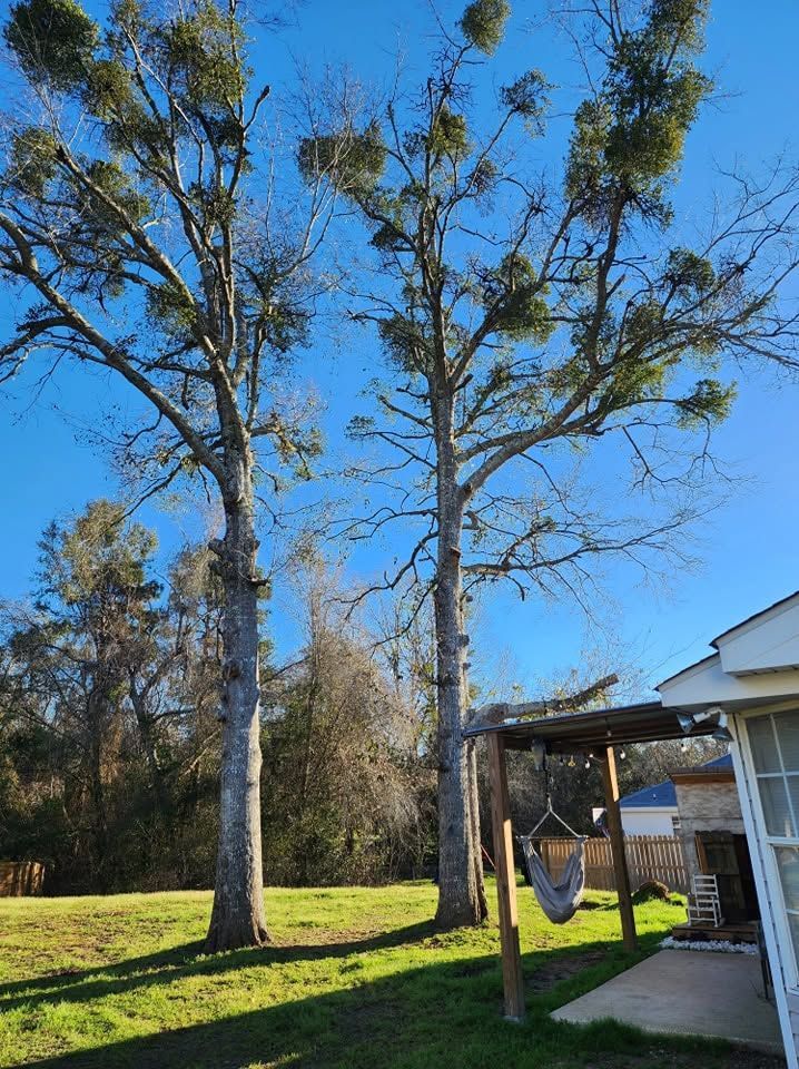 Backyard with tall leafless trees, green lawn, blue sky, and a hammock beside a house