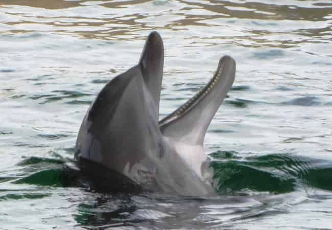 A dolphin surfacing in rippled water with its tail raised