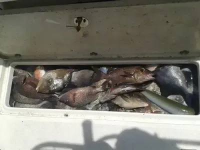 Several fish packed in a white cooler, viewed from above