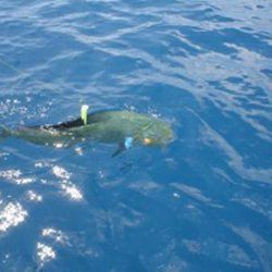 Partially submerged diver swimming in blue ocean water
