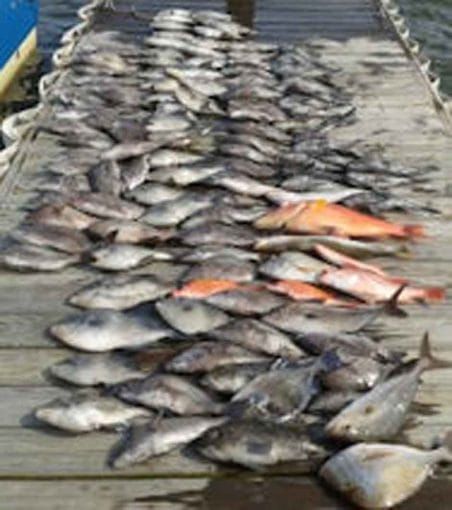 Rows of fish laid out on a dock, mostly silver with a few orange fish