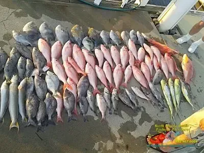 Rows of freshly caught fish laid out on a market stall, with dark and pink fish on display.