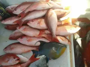 Pile of fresh fish on a white cooler, with a couple of colorful fish at the bottom