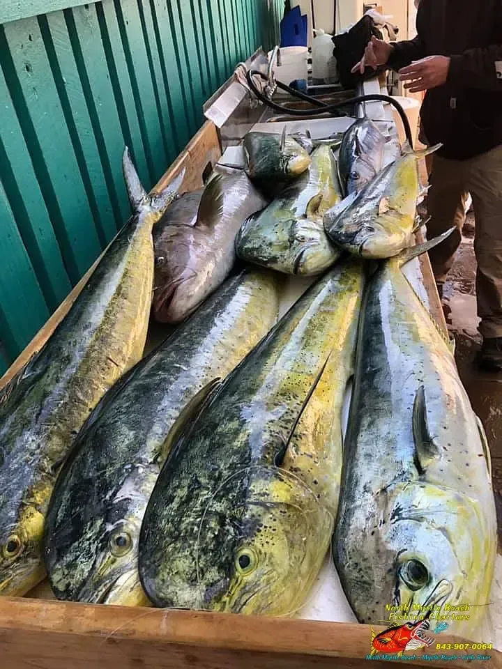 Large fresh yellowfin tuna displayed on a fish market table