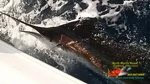 Large fish being reeled in beside a white boat, thrashing in dark water and splashing