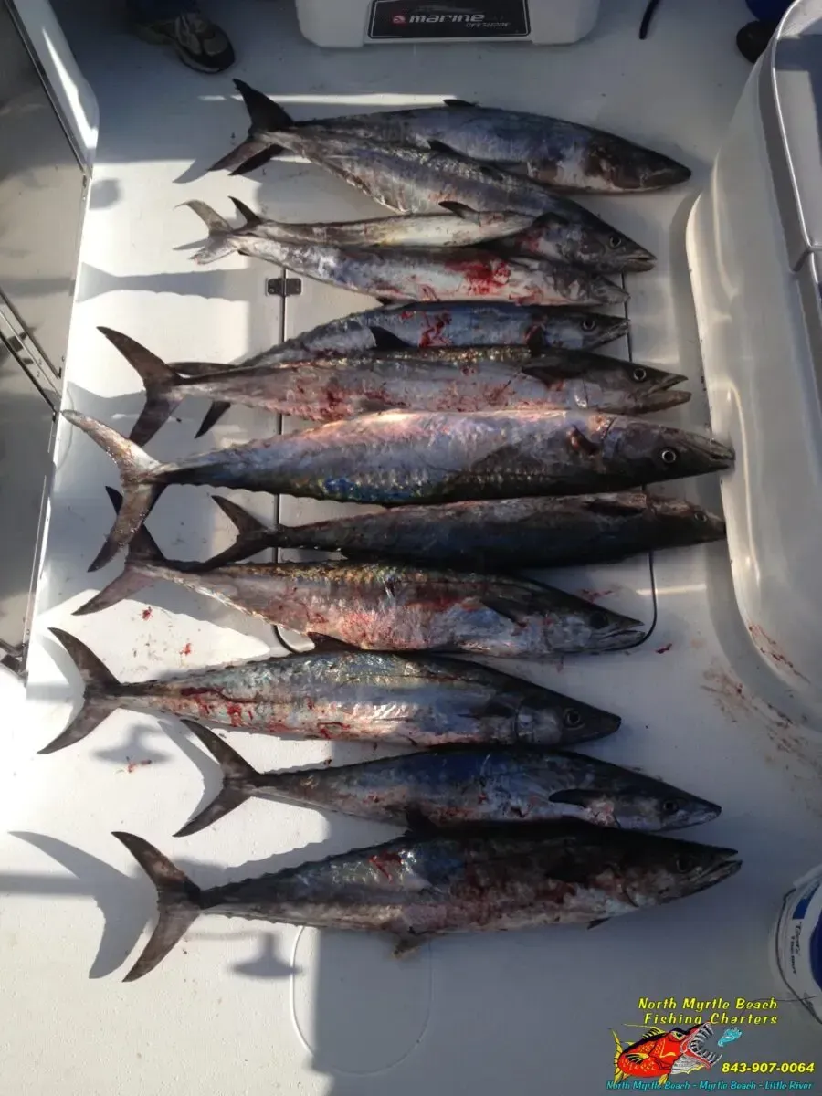 Several fish laid in a boat cooler, likely freshly caught.