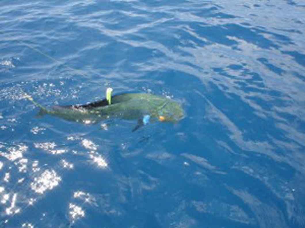 Person snorkeling in blue ocean water with a green flotation device