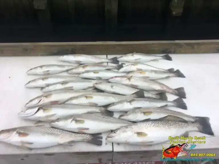 Several silver fish laid out on a white surface, likely a market display or catch preparation.