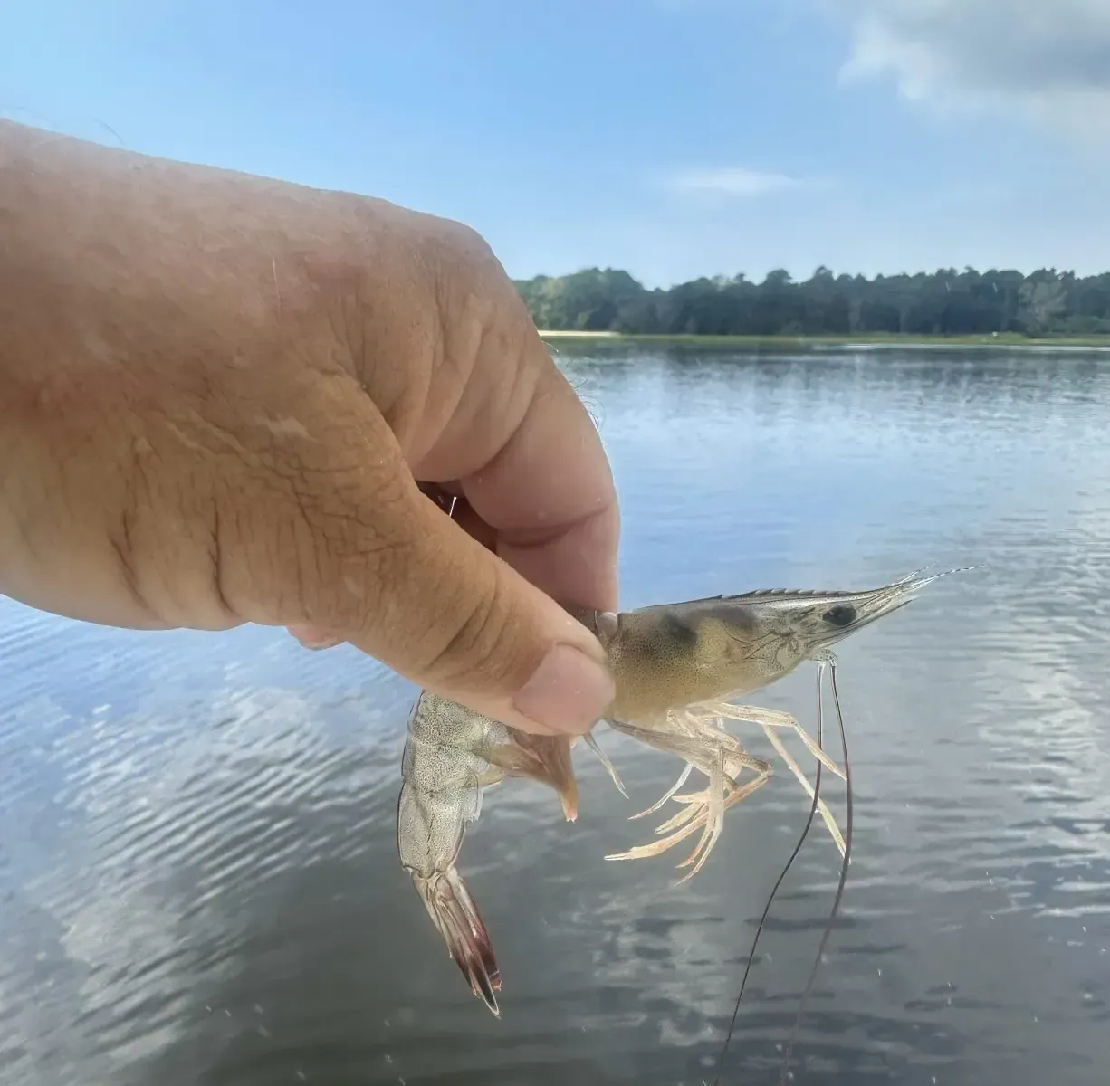 Hand holding a small shrimp over calm water with a tree-lined shore in the background