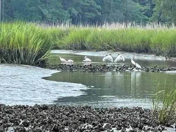 White birds perched on a muddy island in a grassy wetland pond
