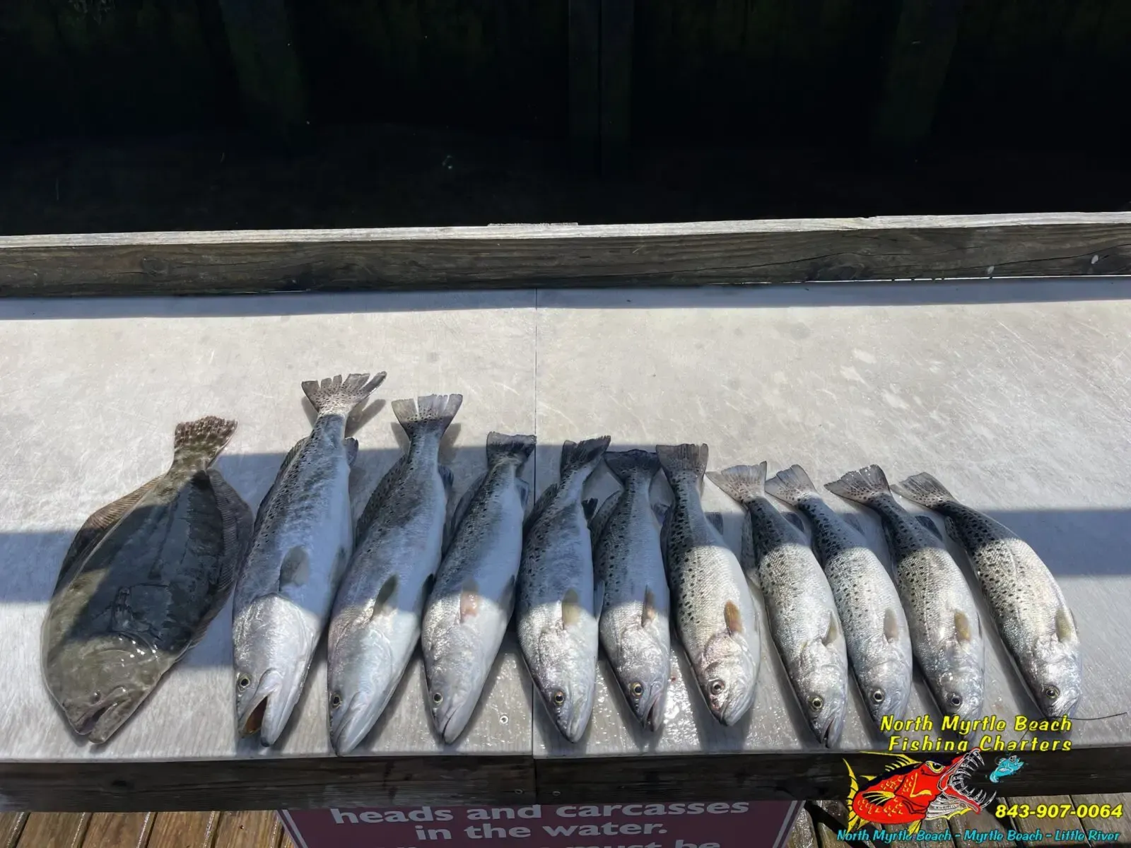 Fresh fish lined up on a dock or boat ledge against the water background