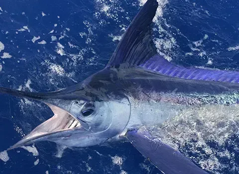 Marlin leaping from deep blue water, mouth open and long bill visible