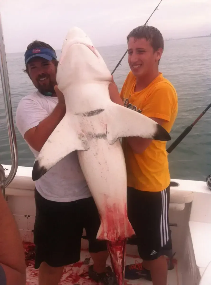 Two men on a boat hold up a large white shark with red tail and fins.
