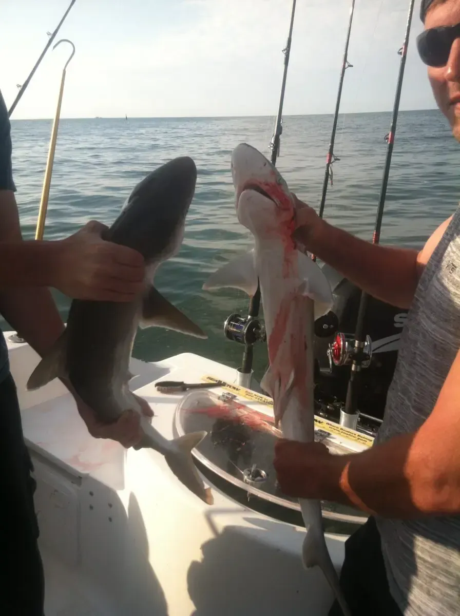 Two people on a boat hold up a small shark and a fish over the water.