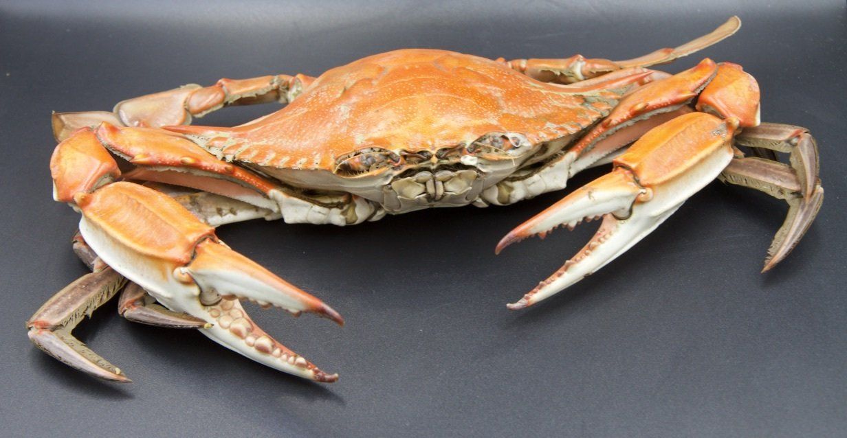 VasThai - Crab