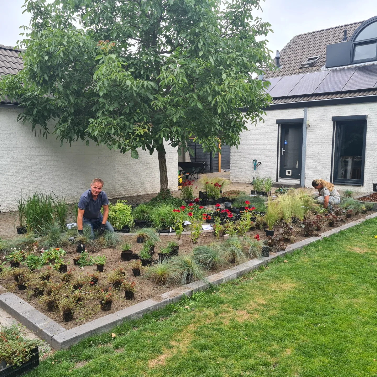 Brede borders in een grote tuin. Een combinatie van grassen en vaste planten. Een deel van de beplanting is wintergroen. De vaste planten geven een fraai winterbeeld, waardoor de tuin ook in de winter een plaatje is om naar te kijken.