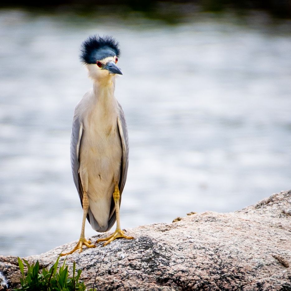 Professional photograph - Birds portfolio