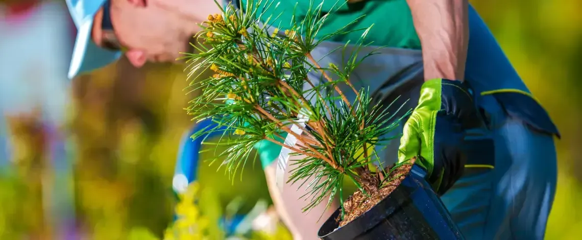 tree planting tips northern utah